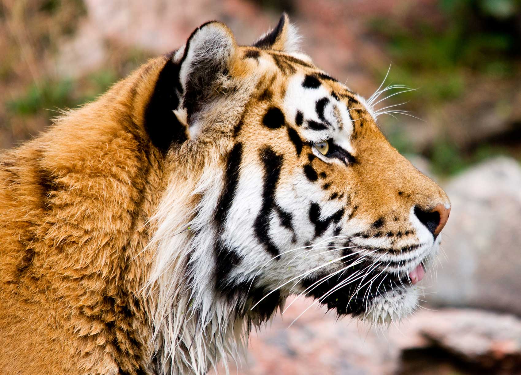 Redaktion-Text-Idee Tiger, klare Strukturen