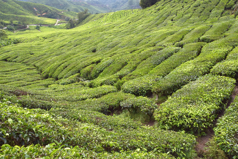 Teeplantage, Malaysia (Foto: Simone Giesler)
