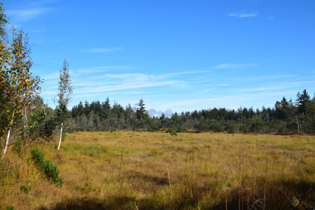 nasse Moorlandschaft